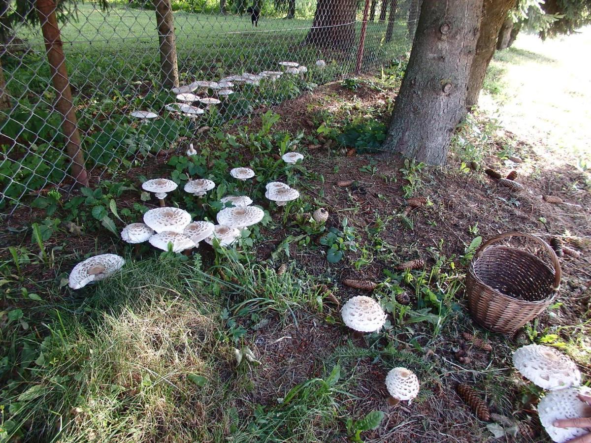 Krakowskie Mazury Gradzkie  Dış mekan fotoğraf